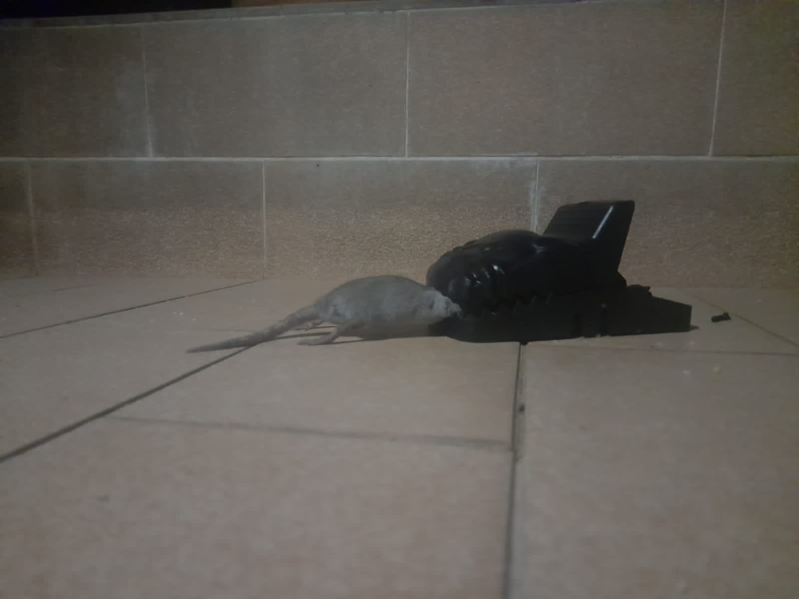 Reusable Plastic Mouse Trap