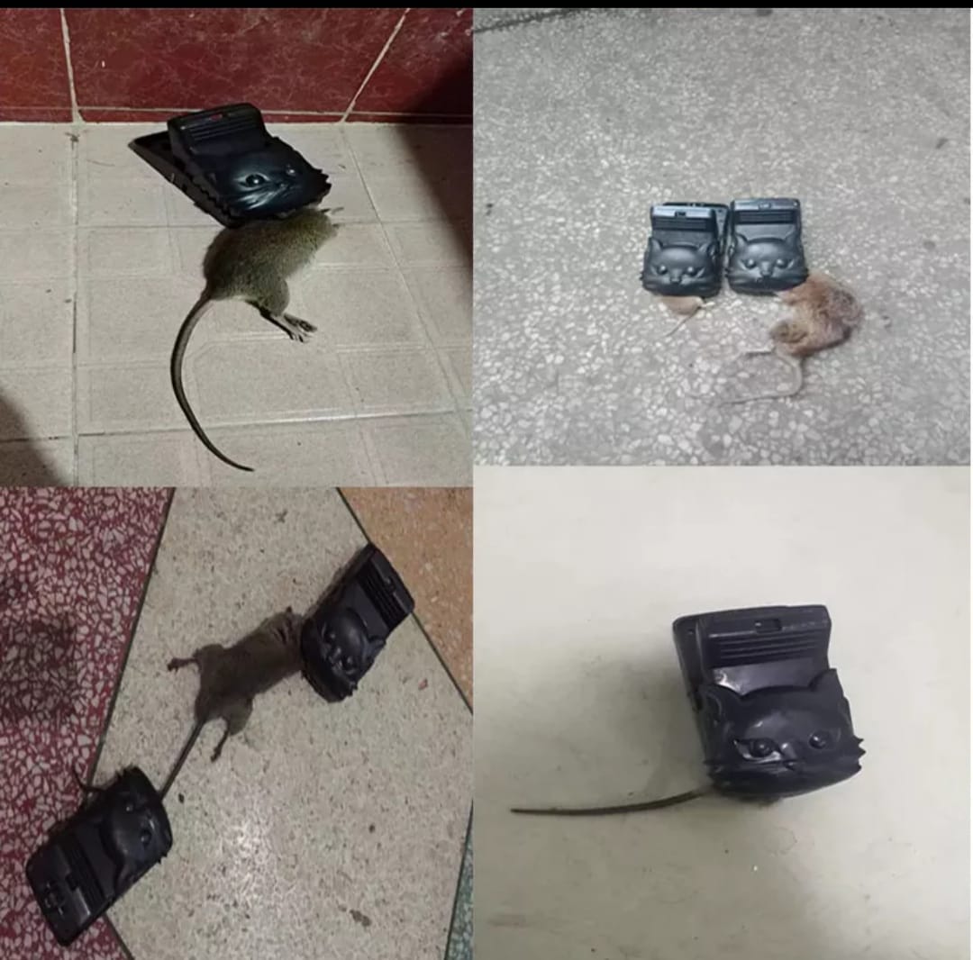 Reusable Plastic Mouse Trap